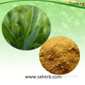 Organic Green Tea Extract Natural Green Tea Powder green Tea Polyphenol
